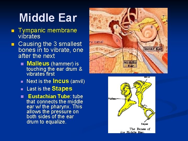 Middle Ear n n Tympanic membrane vibrates Causing the 3 smallest bones in to
