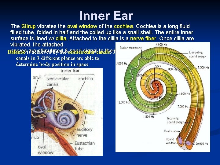 Inner Ear The Stirup vibrates the oval window of the cochlea. Cochlea is a