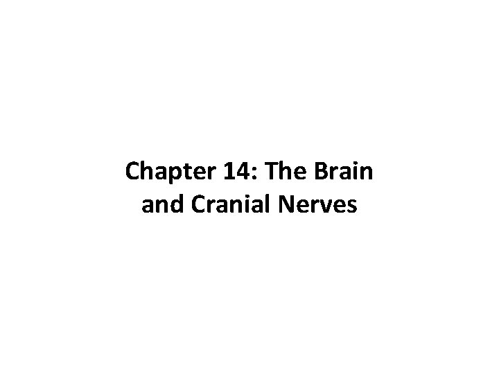 Chapter 14: The Brain and Cranial Nerves 