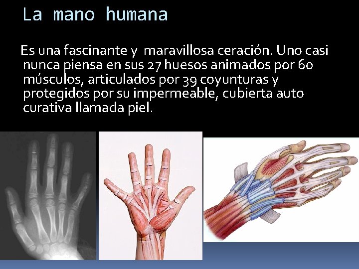 La mano humana Es una fascinante y maravillosa ceración. Uno casi nunca piensa en