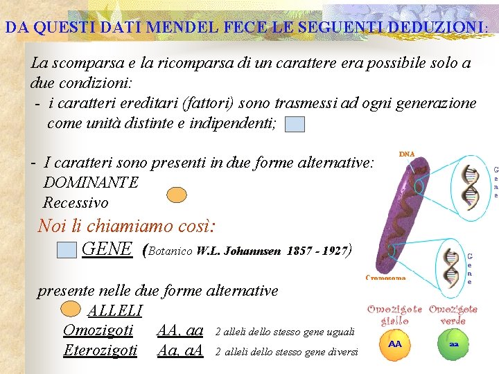 DA QUESTI DATI MENDEL FECE LE SEGUENTI DEDUZIONI: La scomparsa e la ricomparsa di