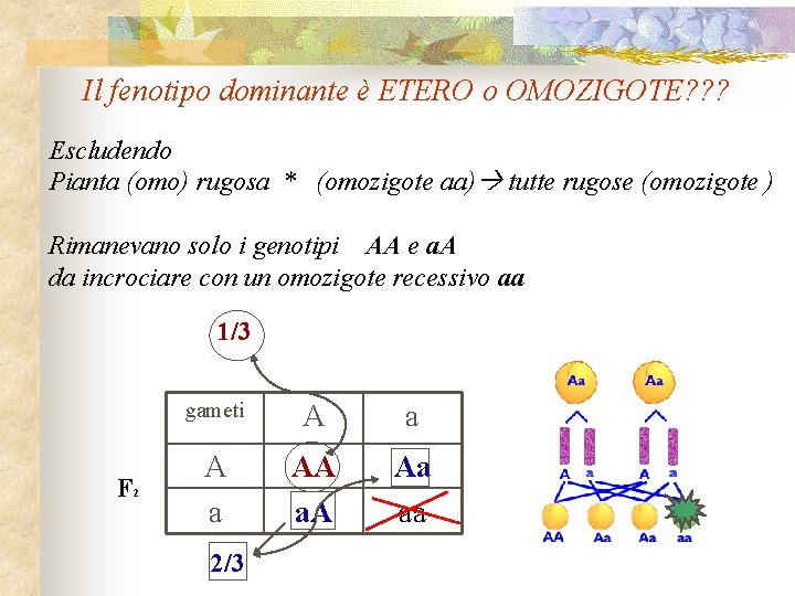 Il fenotipo dominante è ETERO o OMOZIGOTE? ? ? Escludendo Pianta (omo) rugosa *