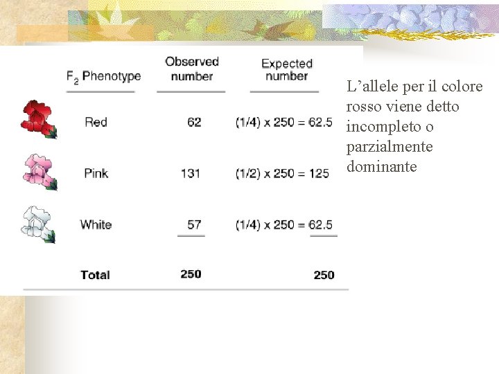 L’allele per il colore rosso viene detto incompleto o parzialmente dominante 