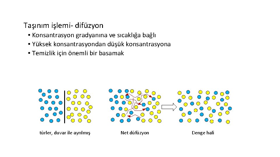 Taşınım işlemi- difüzyon • Konsantrasyon gradyanına ve sıcaklığa bağlı • Yüksek konsantrasyondan düşük konsantrasyona