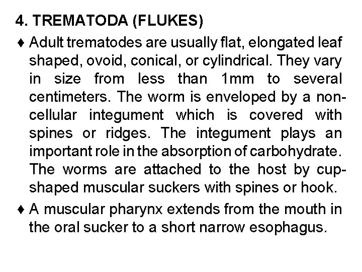 4. TREMATODA (FLUKES) ¨ Adult trematodes are usually flat, elongated leaf shaped, ovoid, conical,