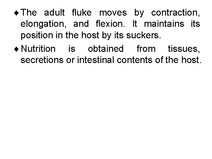 ¨ The adult fluke moves by contraction, elongation, and flexion. It maintains its position