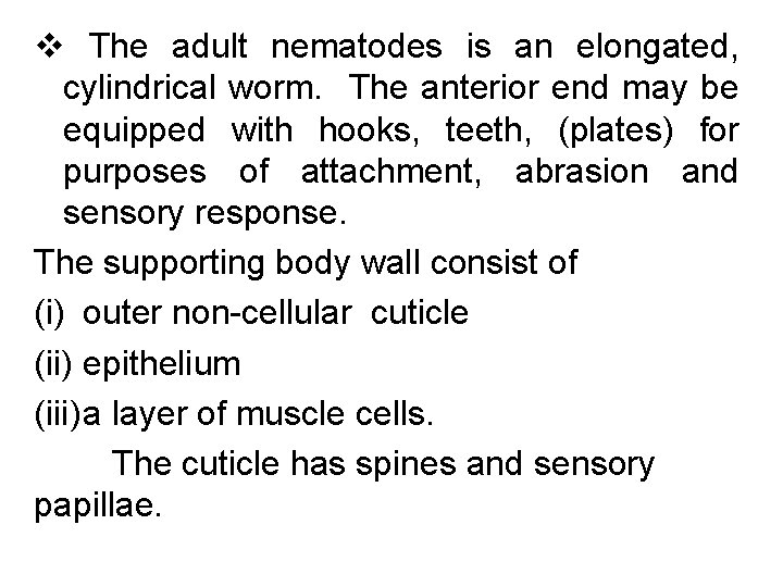 v The adult nematodes is an elongated, cylindrical worm. The anterior end may be