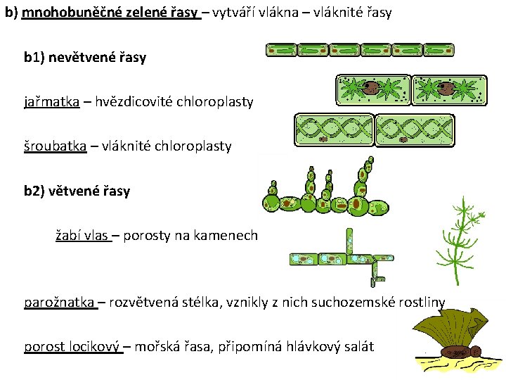 b) mnohobuněčné zelené řasy – vytváří vlákna – vláknité řasy b 1) nevětvené řasy