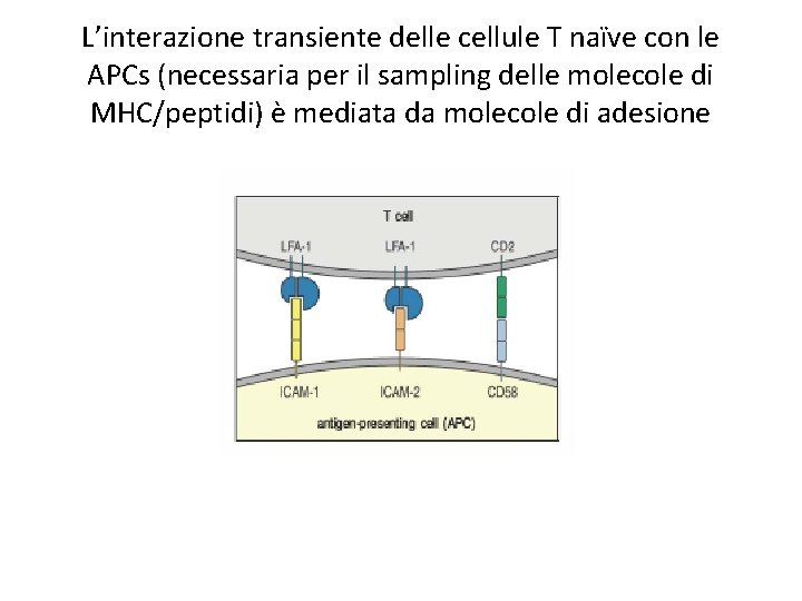 L’interazione transiente delle cellule T naïve con le APCs (necessaria per il sampling delle