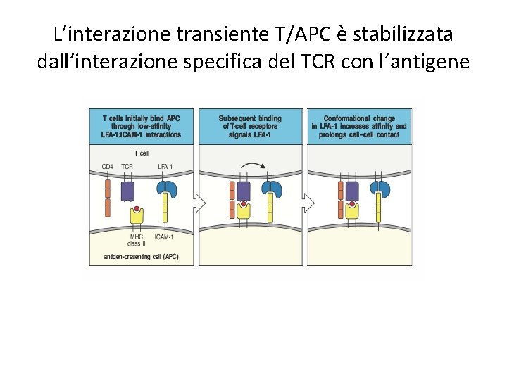 L’interazione transiente T/APC è stabilizzata dall’interazione specifica del TCR con l’antigene 