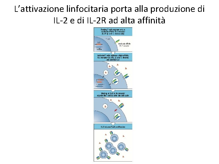 L’attivazione linfocitaria porta alla produzione di IL-2 R ad alta affinità 