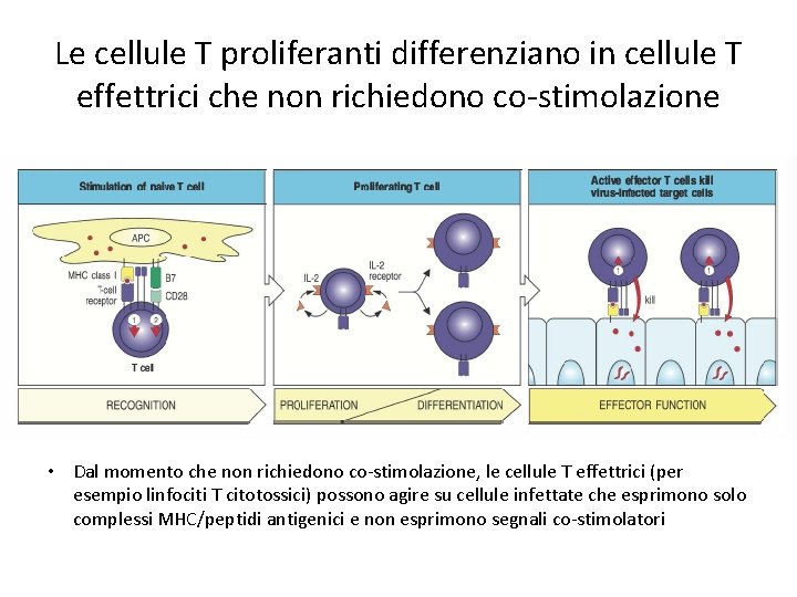 Le cellule T proliferanti differenziano in cellule T effettrici che non richiedono co-stimolazione •