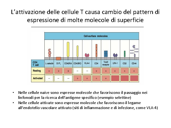 L’attivazione delle cellule T causa cambio del pattern di espressione di molte molecole di