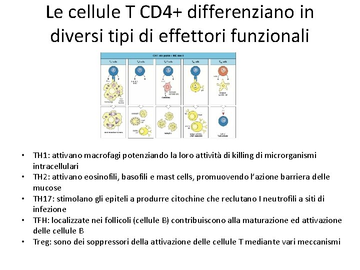 Le cellule T CD 4+ differenziano in diversi tipi di effettori funzionali • TH