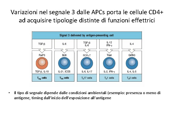 Variazioni nel segnale 3 dalle APCs porta le cellule CD 4+ ad acquisire tipologie