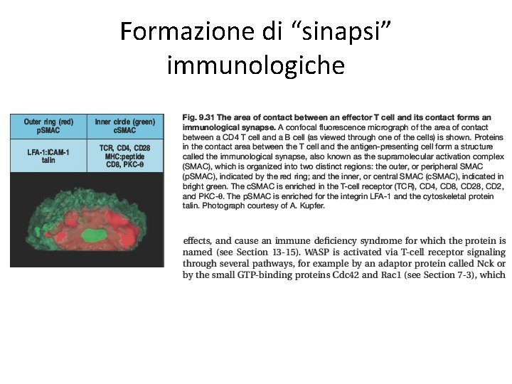 Formazione di “sinapsi” immunologiche 