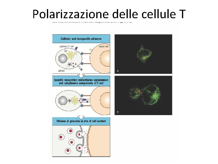 Polarizzazione delle cellule T 