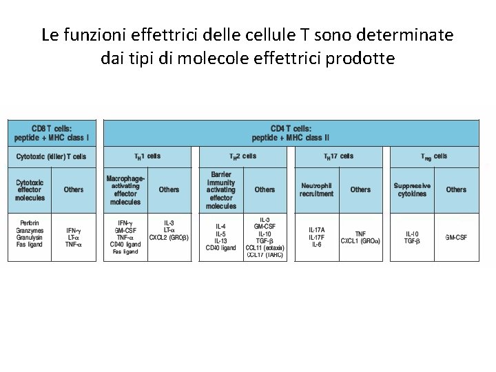 Le funzioni effettrici delle cellule T sono determinate dai tipi di molecole effettrici prodotte