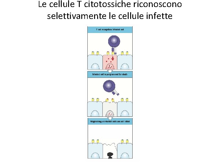 Le cellule T citotossiche riconoscono selettivamente le cellule infette 