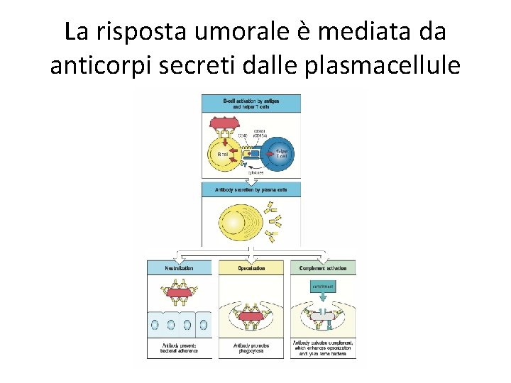 La risposta umorale è mediata da anticorpi secreti dalle plasmacellule 