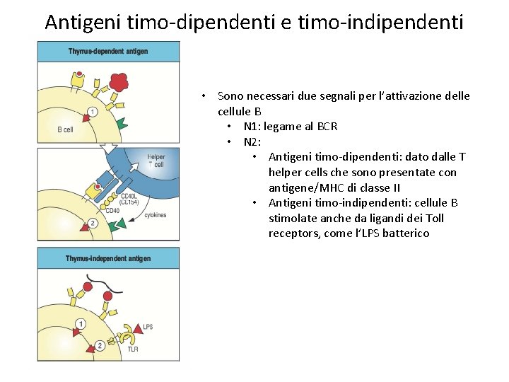 Antigeni timo-dipendenti e timo-indipendenti • Sono necessari due segnali per l’attivazione delle cellule B