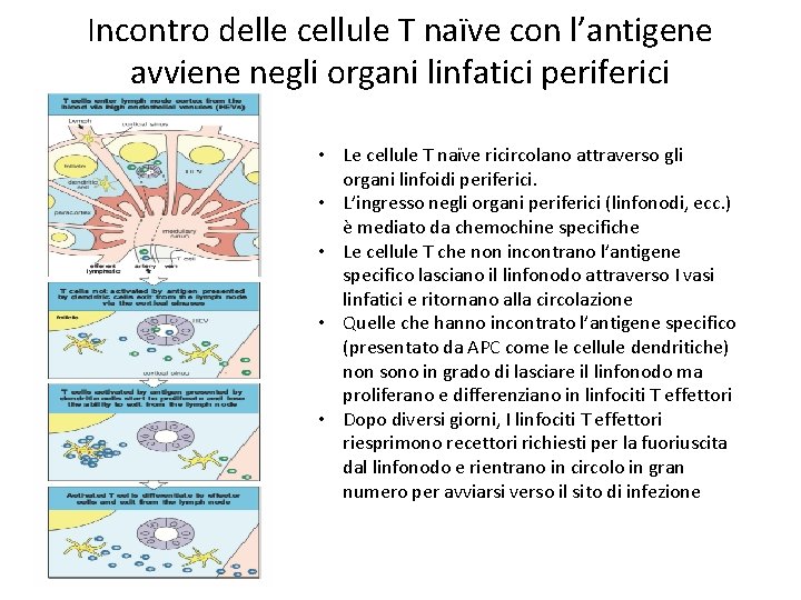 Incontro delle cellule T naïve con l’antigene avviene negli organi linfatici periferici • Le