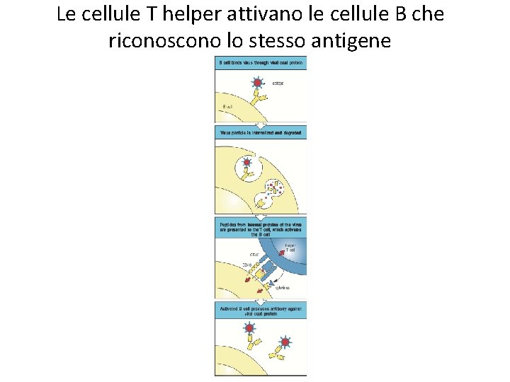 Le cellule T helper attivano le cellule B che riconoscono lo stesso antigene 