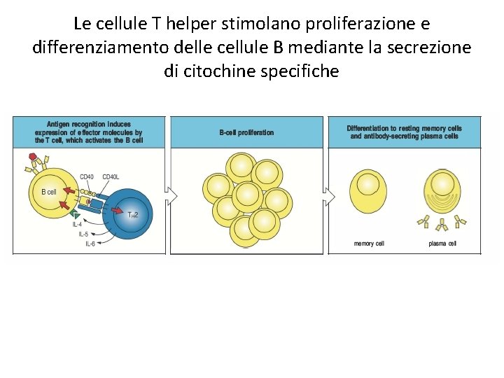 Le cellule T helper stimolano proliferazione e differenziamento delle cellule B mediante la secrezione