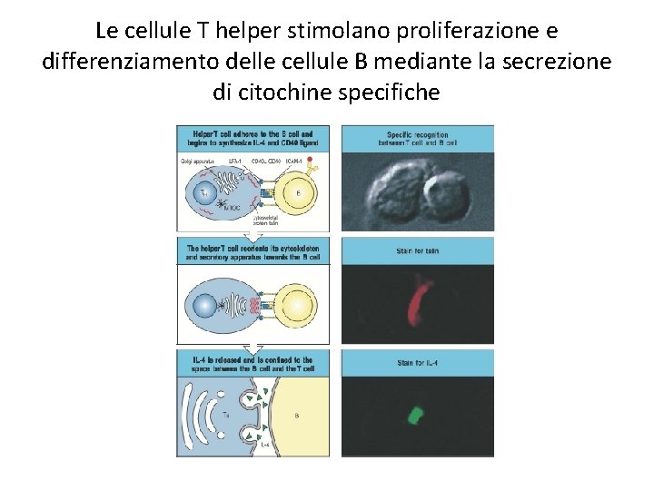 Le cellule T helper stimolano proliferazione e differenziamento delle cellule B mediante la secrezione