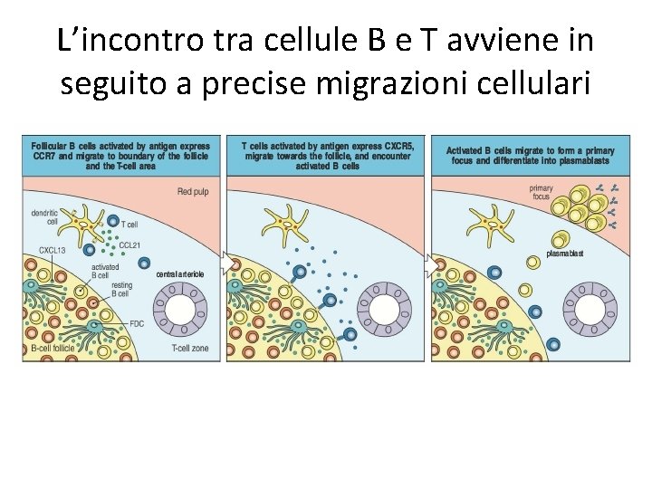 L’incontro tra cellule B e T avviene in seguito a precise migrazioni cellulari 