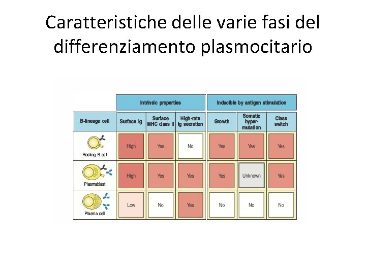Caratteristiche delle varie fasi del differenziamento plasmocitario 