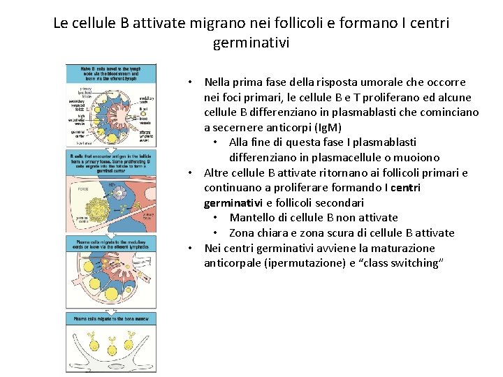 Le cellule B attivate migrano nei follicoli e formano I centri germinativi • Nella