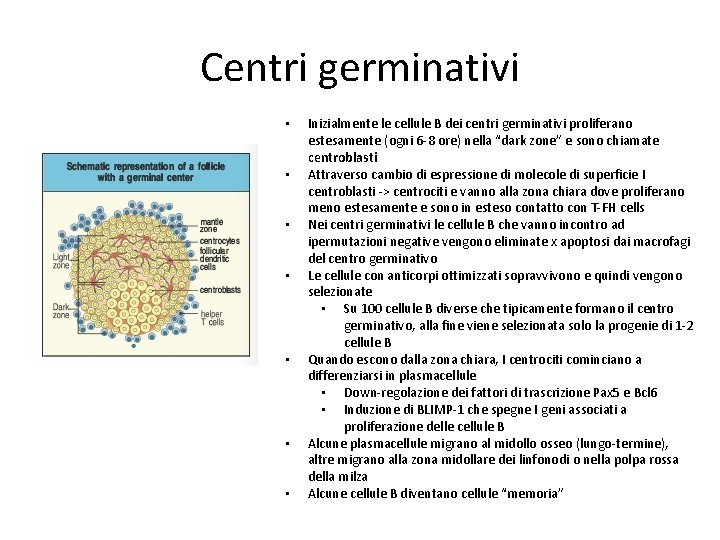 Centri germinativi • • Inizialmente le cellule B dei centri germinativi proliferano estesamente (ogni
