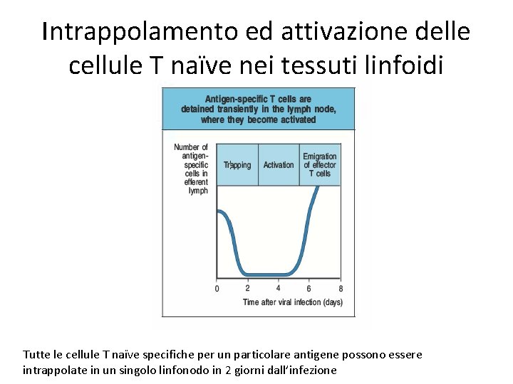 Intrappolamento ed attivazione delle cellule T naïve nei tessuti linfoidi Tutte le cellule T