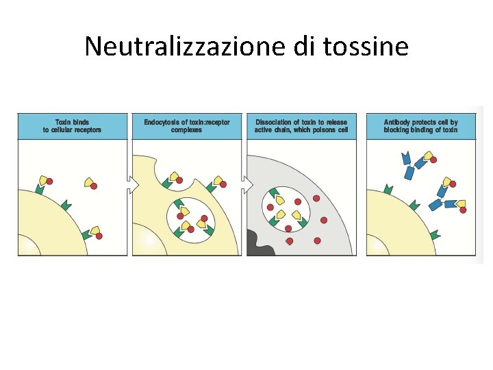 Neutralizzazione di tossine 