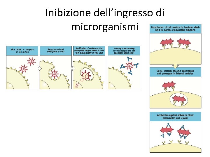 Inibizione dell’ingresso di microrganismi 