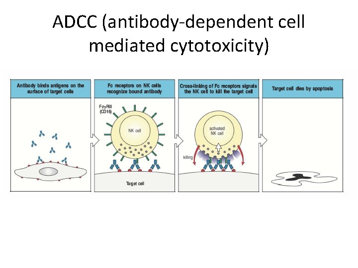 ADCC (antibody-dependent cell mediated cytotoxicity) 