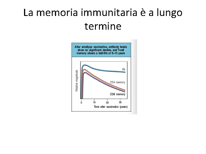 La memoria immunitaria è a lungo termine 