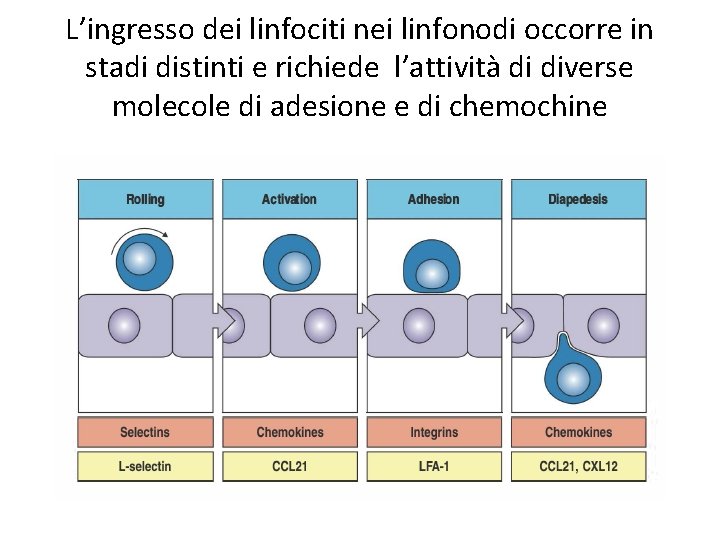 L’ingresso dei linfociti nei linfonodi occorre in stadi distinti e richiede l’attività di diverse
