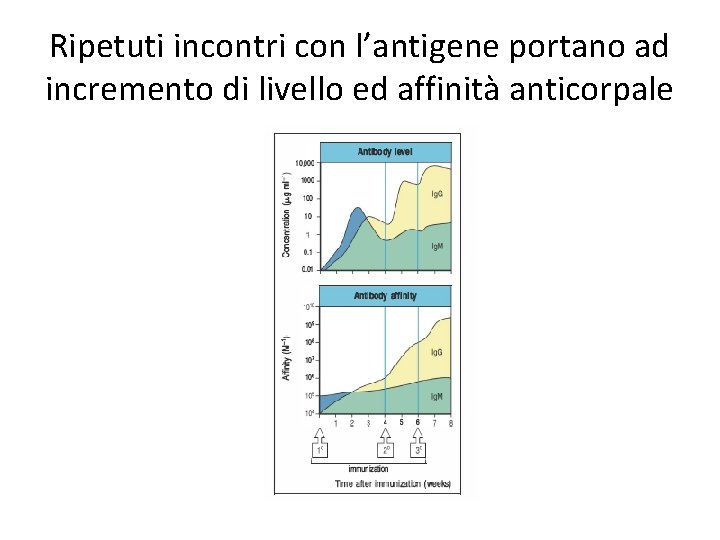 Ripetuti incontri con l’antigene portano ad incremento di livello ed affinità anticorpale 