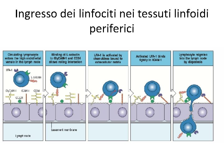 Ingresso dei linfociti nei tessuti linfoidi periferici 