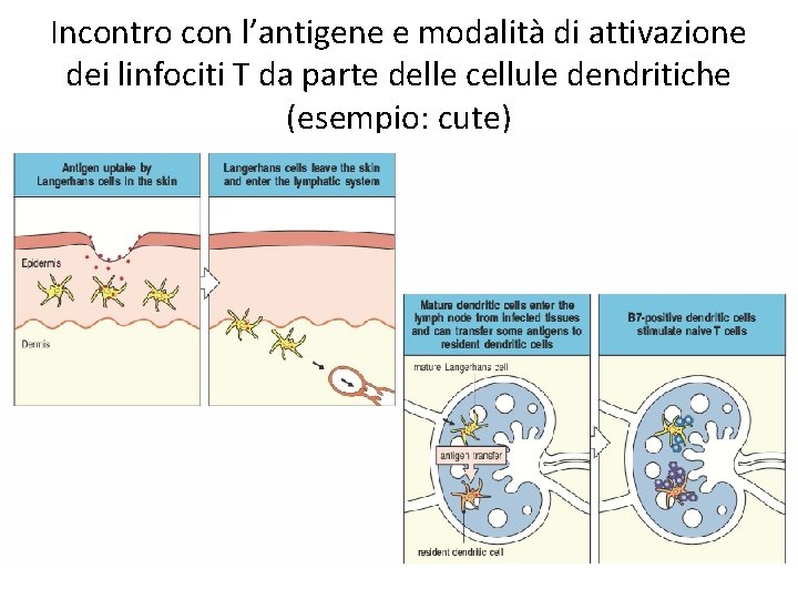 Incontro con l’antigene e modalità di attivazione dei linfociti T da parte delle cellule