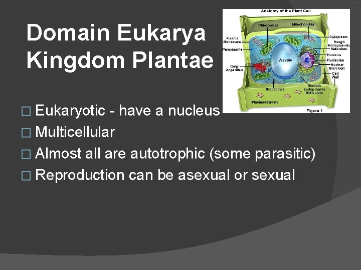 Domain Eukarya Kingdom Plantae � Eukaryotic - have a nucleus � Multicellular � Almost