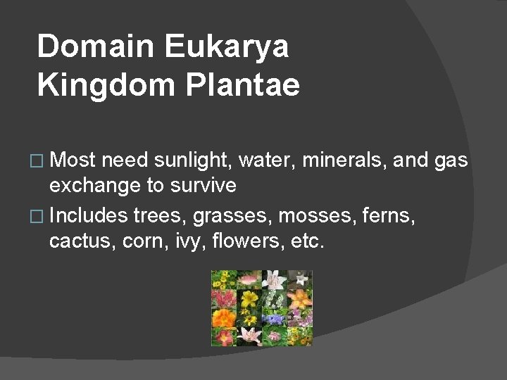 Domain Eukarya Kingdom Plantae � Most need sunlight, water, minerals, and gas exchange to