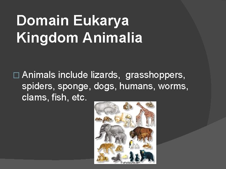 Domain Eukarya Kingdom Animalia � Animals include lizards, grasshoppers, spiders, sponge, dogs, humans, worms,
