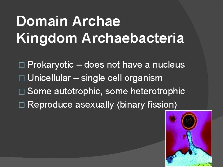 Domain Archae Kingdom Archaebacteria � Prokaryotic – does not have a nucleus � Unicellular