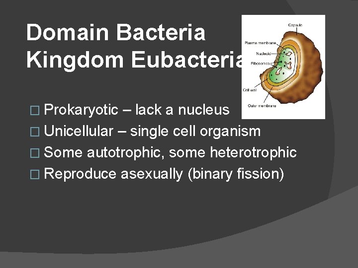 Domain Bacteria Kingdom Eubacteria � Prokaryotic – lack a nucleus � Unicellular – single