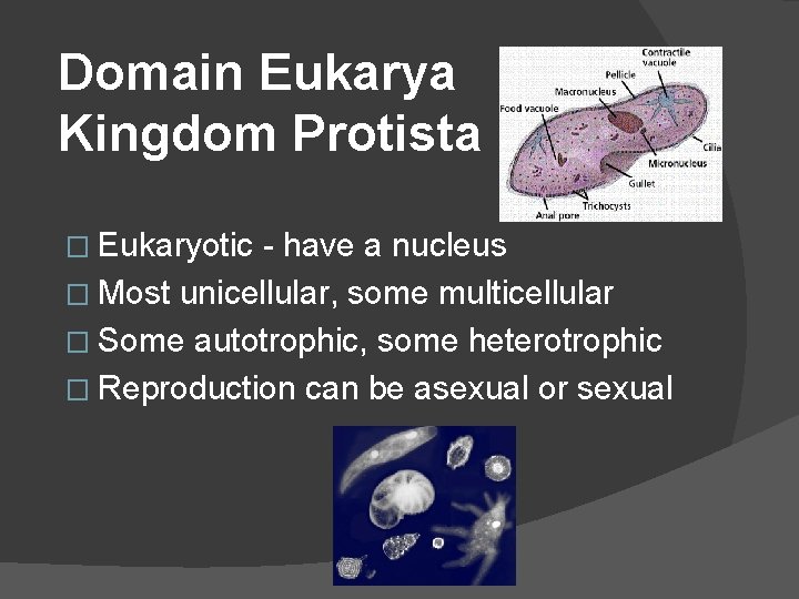 Domain Eukarya Kingdom Protista � Eukaryotic - have a nucleus � Most unicellular, some