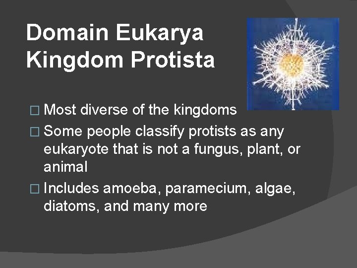 Domain Eukarya Kingdom Protista � Most diverse of the kingdoms � Some people classify