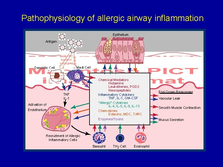 Pathophysiology of allergic airway inflammation Epithelium Antigen Mast Cell Dendritic Cell TNF IL-1 Activation